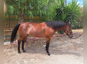 Quarter horse américain, Hongre, 5 Ans, 152 cm, Rabicano