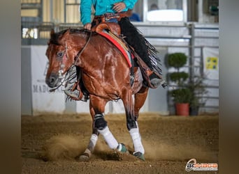 Quarter horse américain, Hongre, 5 Ans, 152 cm, Rabicano