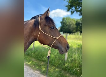 Quarter horse américain, Hongre, 5 Ans, 152 cm, Roan-Bay