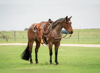Quarter horse américain, Hongre, 5 Ans, 152 cm, Roan-Bay