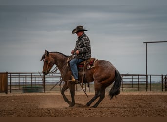 Quarter horse américain, Hongre, 5 Ans, 152 cm, Roan-Bay