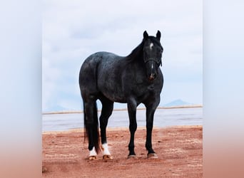 Quarter horse américain, Hongre, 5 Ans, 152 cm, Rouan Bleu