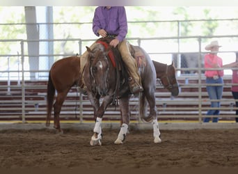Quarter horse américain, Hongre, 5 Ans, 152 cm, Rouan Rouge
