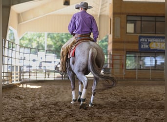 Quarter horse américain, Hongre, 5 Ans, 152 cm, Rouan Rouge