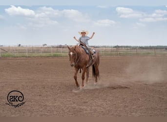Quarter horse américain, Hongre, 5 Ans, 152 cm, Rouan Rouge