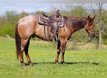 Quarter horse américain, Hongre, 5 Ans, 152 cm, Rouan Rouge