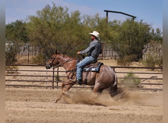 Quarter horse américain, Hongre, 5 Ans, 152 cm, Rouan Rouge