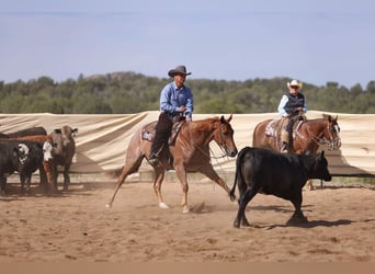 Quarter horse américain, Hongre, 5 Ans, 152 cm, Rouan Rouge