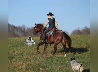 Quarter horse américain, Hongre, 5 Ans, 152 cm, Rouan Rouge