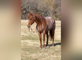 Quarter horse américain, Hongre, 5 Ans, 152 cm, Rouan Rouge