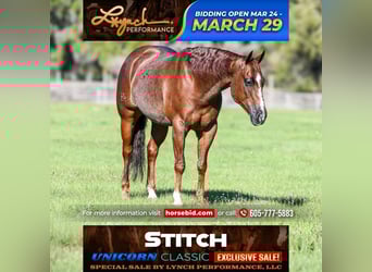 Quarter horse américain, Hongre, 5 Ans, 152 cm, Rouan Rouge