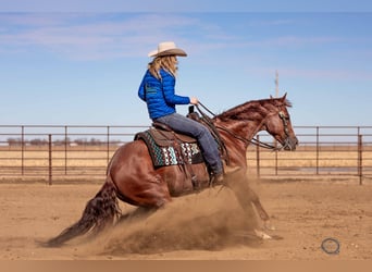 Quarter horse américain, Hongre, 5 Ans, 152 cm, Rouan Rouge