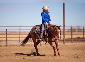 Quarter horse américain, Hongre, 5 Ans, 152 cm, Rouan Rouge