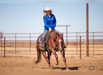 Quarter horse américain, Hongre, 5 Ans, 152 cm, Rouan Rouge