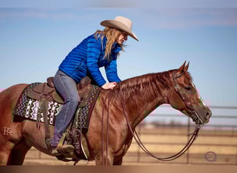 Quarter horse américain, Hongre, 5 Ans, 152 cm, Rouan Rouge