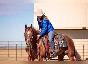 Quarter horse américain, Hongre, 5 Ans, 152 cm, Rouan Rouge