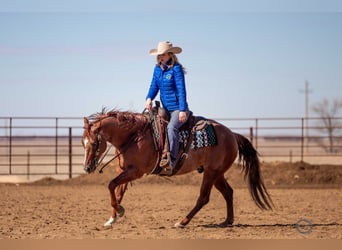 Quarter horse américain, Hongre, 5 Ans, 152 cm, Rouan Rouge