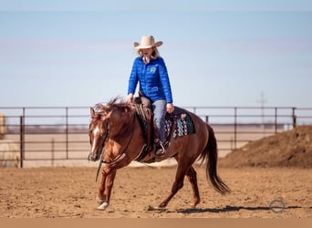 Quarter horse américain, Hongre, 5 Ans, 152 cm, Rouan Rouge