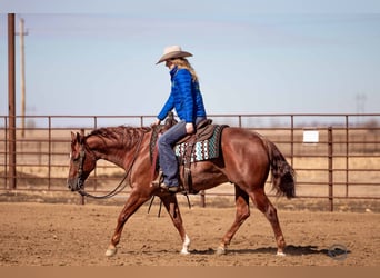 Quarter horse américain, Hongre, 5 Ans, 152 cm, Rouan Rouge