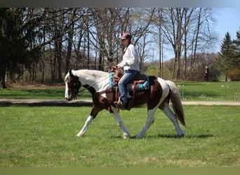 Quarter horse américain, Hongre, 5 Ans, 152 cm, Tobiano-toutes couleurs