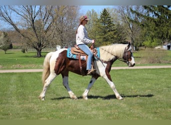 Quarter horse américain, Hongre, 5 Ans, 152 cm, Tobiano-toutes couleurs