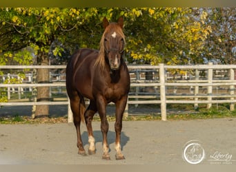 Quarter horse américain, Hongre, 5 Ans, 153 cm, Alezan brûlé