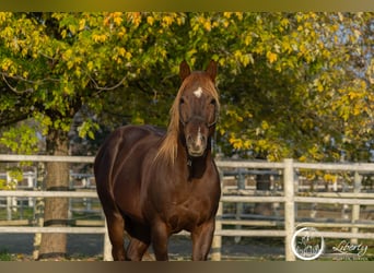 Quarter horse américain, Hongre, 5 Ans, 153 cm, Alezan brûlé