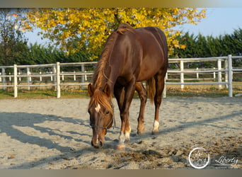 Quarter horse américain, Hongre, 5 Ans, 153 cm, Alezan brûlé