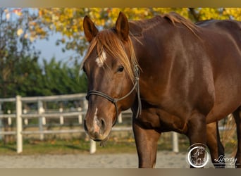 Quarter horse américain, Hongre, 5 Ans, 153 cm, Alezan brûlé