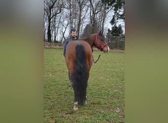 Quarter horse américain, Hongre, 5 Ans, 153 cm, Bai cerise