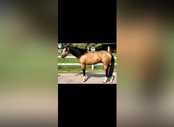 Quarter horse américain, Hongre, 5 Ans, 153 cm, Buckskin