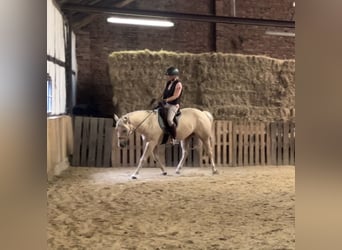 Quarter horse américain, Hongre, 5 Ans, 153 cm, Palomino