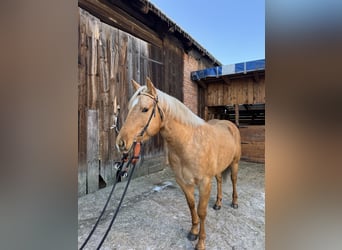 Quarter horse américain, Hongre, 5 Ans, 153 cm