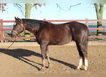 Quarter horse américain, Hongre, 5 Ans, 154 cm, Alezan brûlé