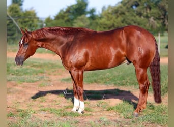 Quarter horse américain, Hongre, 5 Ans, 155 cm, Alezan cuivré