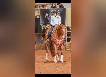 Quarter horse américain, Hongre, 5 Ans, 155 cm, Alezan cuivré