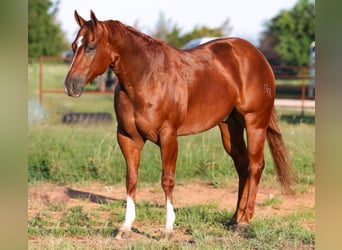 Quarter horse américain, Hongre, 5 Ans, 155 cm, Alezan cuivré