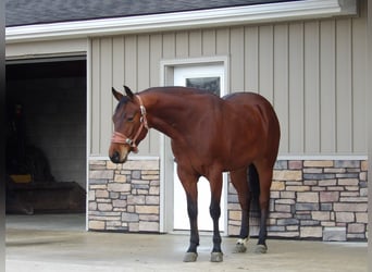 Quarter horse américain, Hongre, 5 Ans, 155 cm, Bai cerise