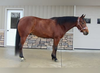 Quarter horse américain, Hongre, 5 Ans, 155 cm, Bai cerise
