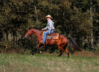 Quarter horse américain, Hongre, 5 Ans, 155 cm, Bai cerise