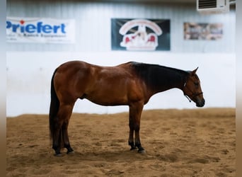 Quarter horse américain, Hongre, 5 Ans, 155 cm, Bai cerise