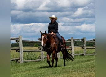 Quarter horse américain, Hongre, 5 Ans, 155 cm, Bai cerise