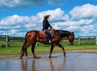 Quarter horse américain, Hongre, 5 Ans, 155 cm, Bai cerise