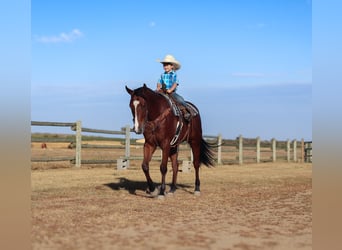 Quarter horse américain, Hongre, 5 Ans, 155 cm, Bai cerise