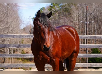 Quarter horse américain Croisé, Hongre, 5 Ans, 155 cm, Bai cerise
