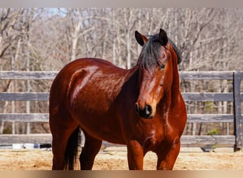 Quarter horse américain Croisé, Hongre, 5 Ans, 155 cm, Bai cerise