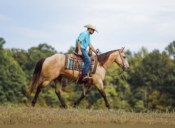 Quarter horse américain, Hongre, 5 Ans, 155 cm, Buckskin
