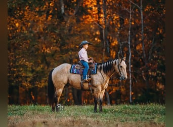 Quarter horse américain, Hongre, 5 Ans, 155 cm, Buckskin