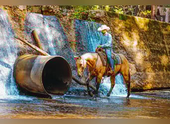 Quarter horse américain, Hongre, 5 Ans, 155 cm, Buckskin