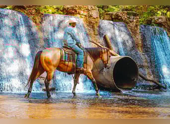 Quarter horse américain, Hongre, 5 Ans, 155 cm, Buckskin